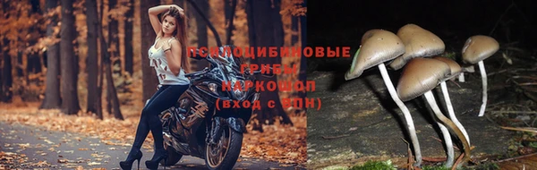 сатива Горняк
