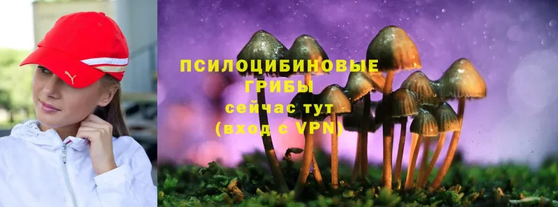 как найти   Долинск  KRAKEN ссылка  Галлюциногенные грибы Psilocybe 